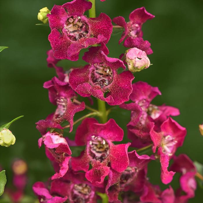 Archangel&trade; Fuchsia - Angelonia angustifolia from 5 Acres NH