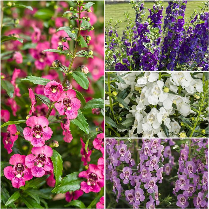Angelface&reg; Mixture Summer Snapdragon - Angelonia (Summer Snapdragon) from 5 Acres NH
