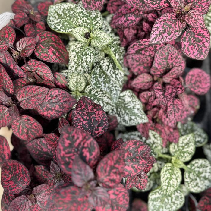 Hippo&reg; Mix - Hypoestes phyllostachya (Polka Dot Plant) from 5 Acres NH