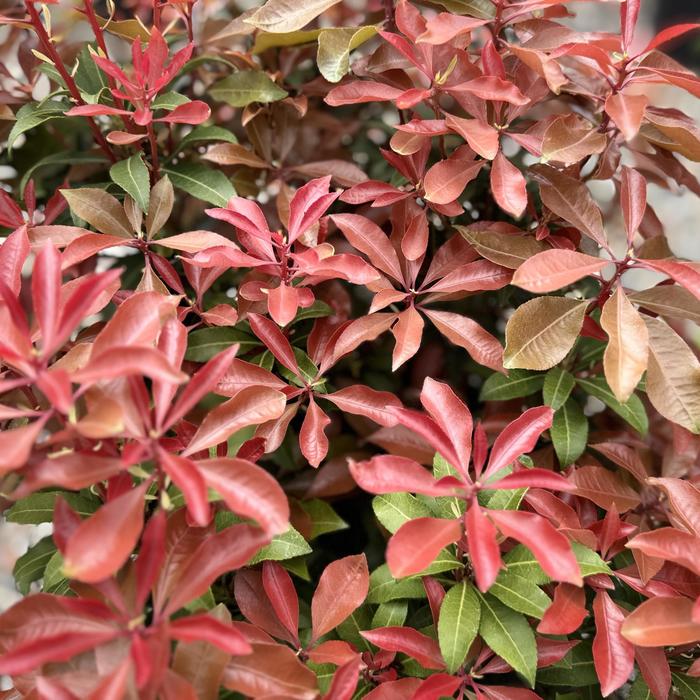 'Mountain Fire' - Pieris japonica from 5 Acres NH