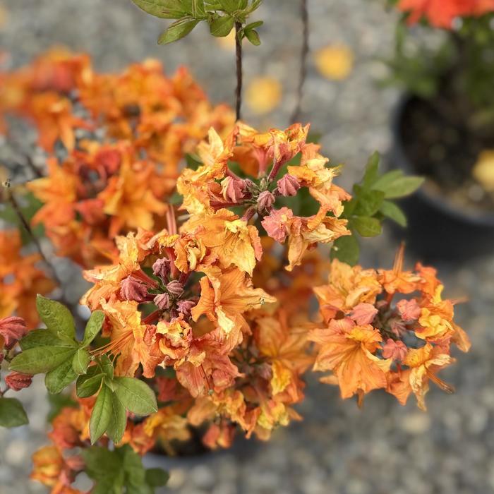 'Gibraltar' Azalea - Rhododendron Exbury hybrid from 5 Acres NH