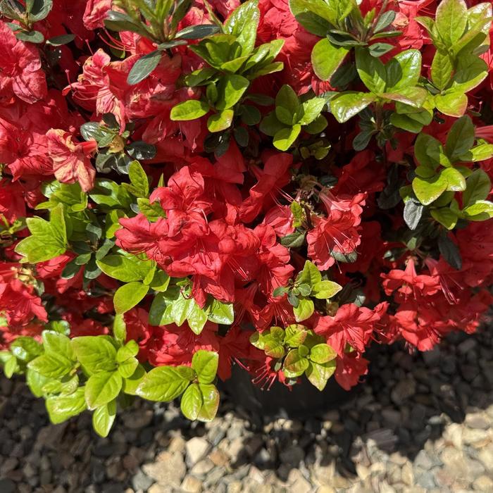 'Stewartstonian' Azalea - Rhododendron Gable hybrid from 5 Acres NH