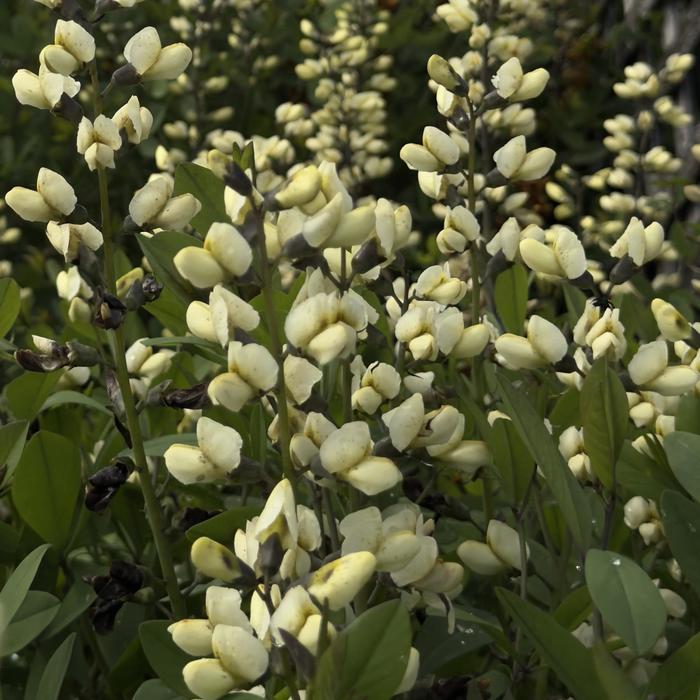 Decadence&reg; 'Vanilla Cream' - Baptisia (False Indigo) from 5 Acres NH