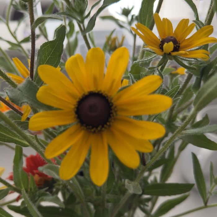 Black Eyed Susan - Rudbeckia hirta from 5 Acres NH