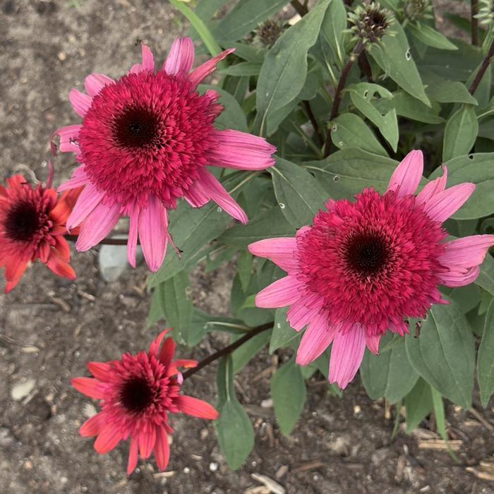 Double Dipped&trade; 'Raspberry Ripple' - Echinacea (Coneflower) from 5 Acres NH