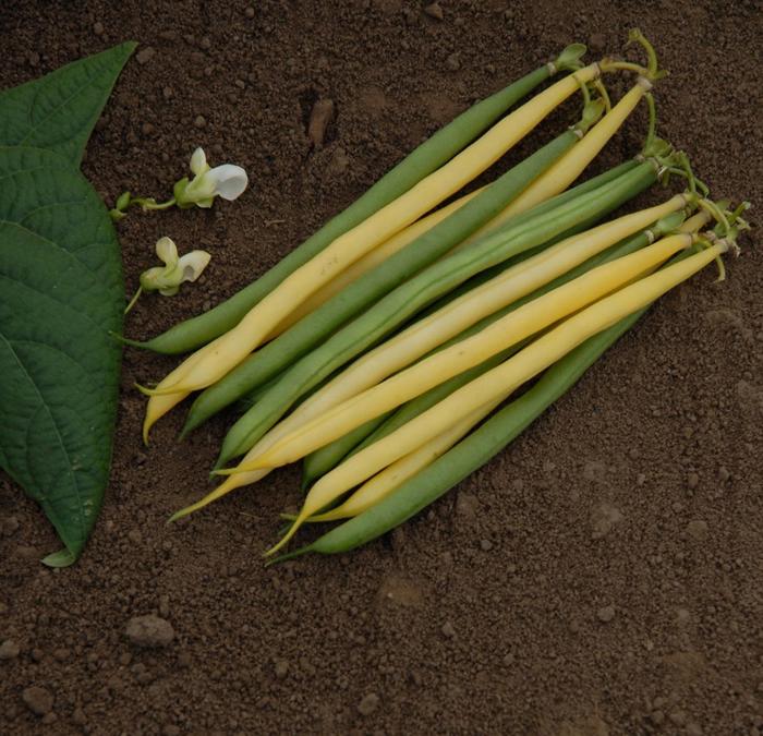 'Gold N' Green Mix' Beans - Phaseolus from 5 Acres NH