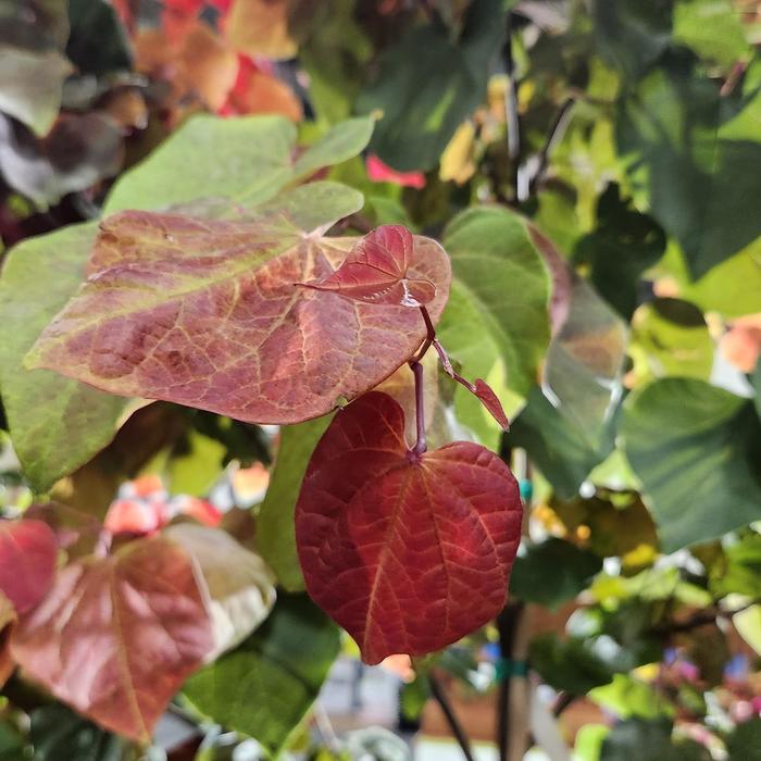 Hearts A'Fire&reg; Redbud - Cercis canadensis from 5 Acres NH