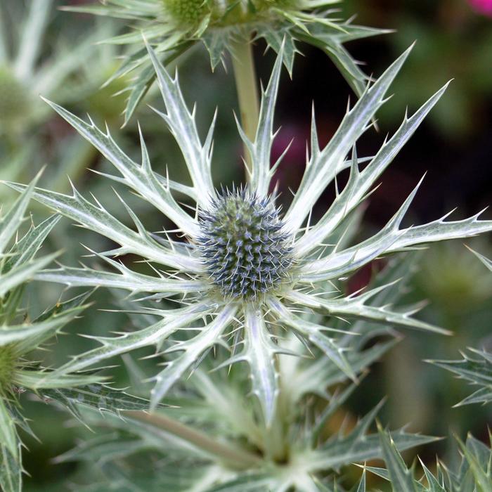 'Big Blue' Sea Holly - Eryngium zabellii from 5 Acres NH