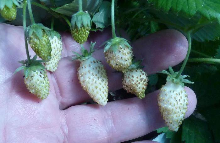 'White Soul' Alpine Strawberry - Fragaria vesca from 5 Acres NH