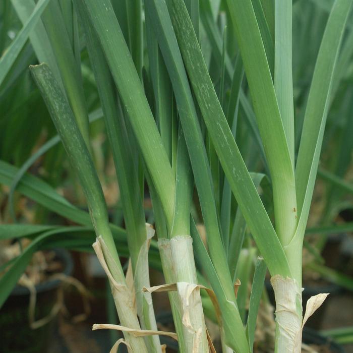 'American Flag' Leek - Allium ampeloprasum from 5 Acres NH