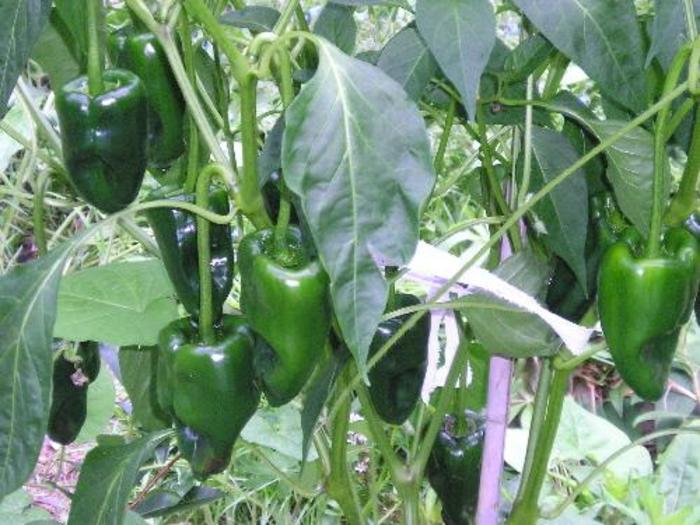 'Ancho Poblano' Hot Pepper - Capsicum annuum from 5 Acres NH