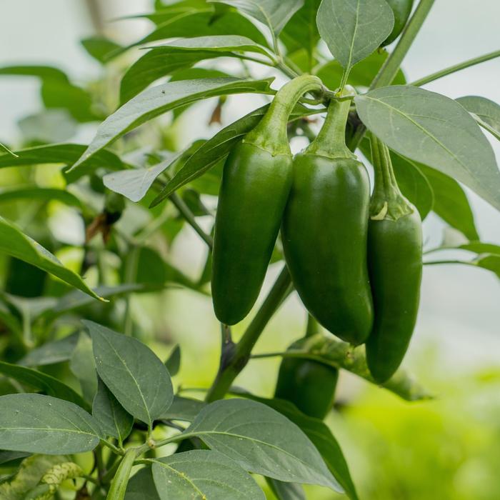 'Conchos' Jalapeno Pepper - Capsicum annuum from 5 Acres NH