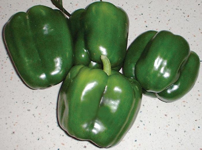 'Revolution' Sweet Bell Pepper - Capsicum annuum from 5 Acres NH