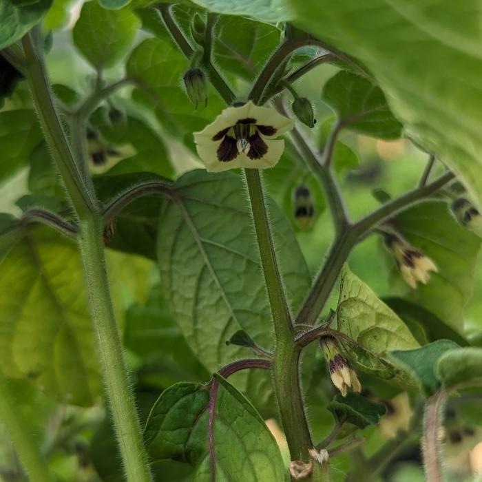 Ground Cherry - Physalis pruinosa from 5 Acres NH