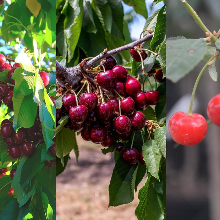 '3-in-1 Cold Climate' Grafted Cherry - Prunus avium from 5 Acres NH