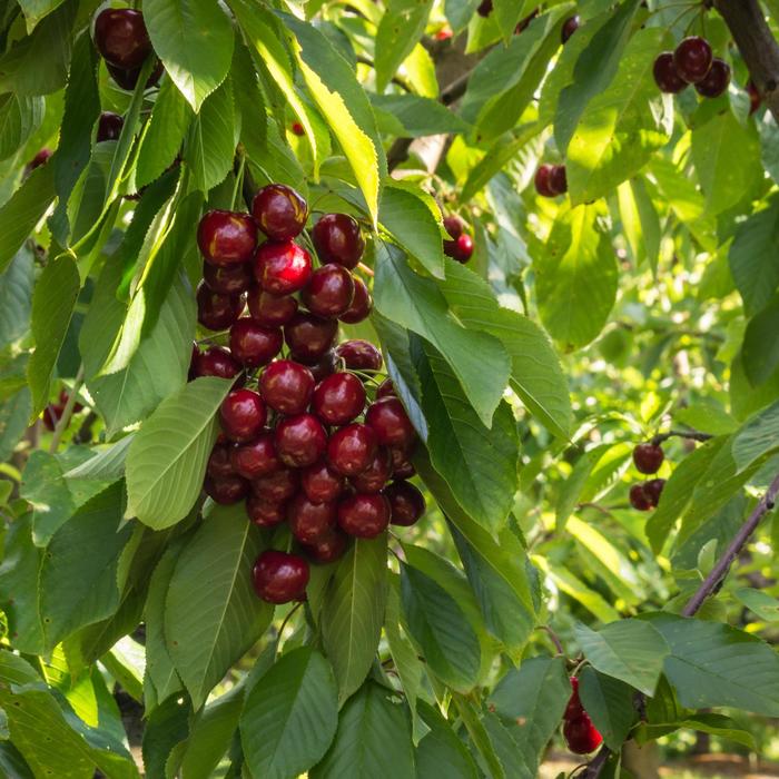 BlackGold&trade; Sweet Cherry - Prunus avium from 5 Acres NH