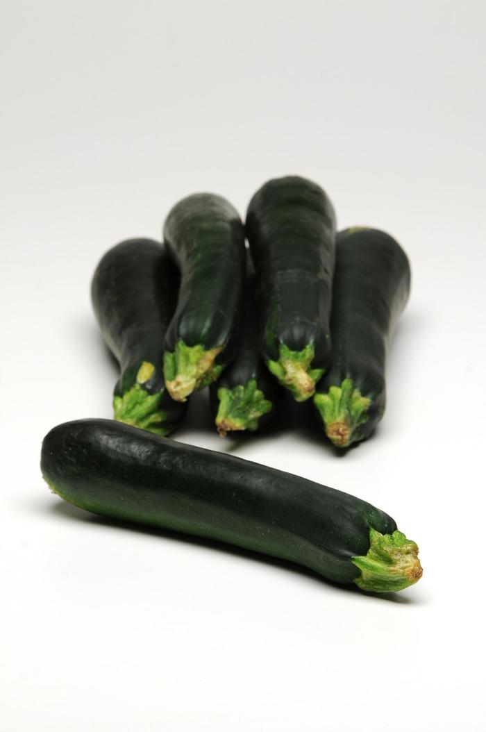 'Easy Pick Green' Zucchini - Cucurbita pepo from 5 Acres NH