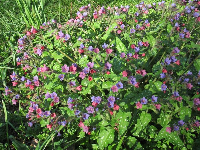 'Celebration' Lungwort - Pulmonaria from 5 Acres NH