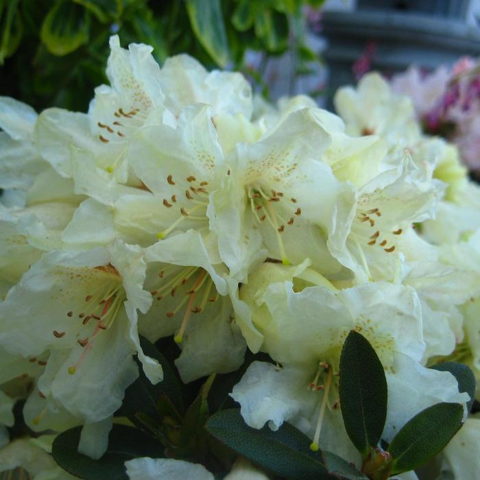 'Towhead' Azalea - Rhododendron from 5 Acres NH