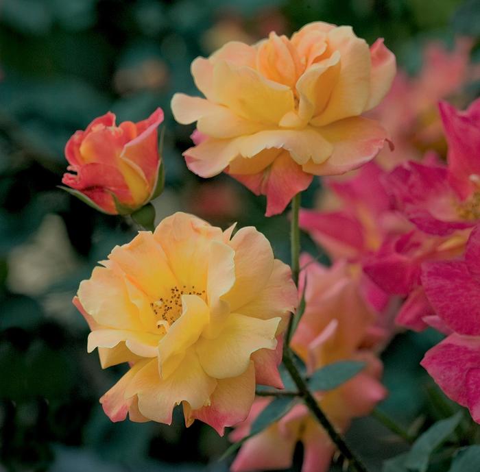 'Josephs Coat' Climbing Rose - Rosa from 5 Acres NH