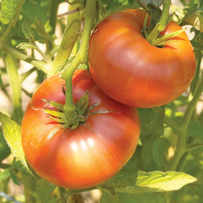 'Brandywine' Tomato - Lycopersicon from 5 Acres NH