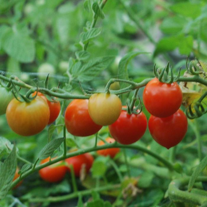 'Tomatoberry' - Cherry Tomato from 5 Acres NH