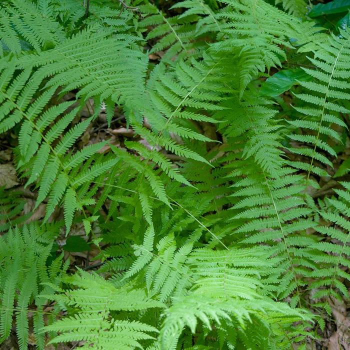 New York fern - Thelypteris noveboracensis from 5 Acres NH