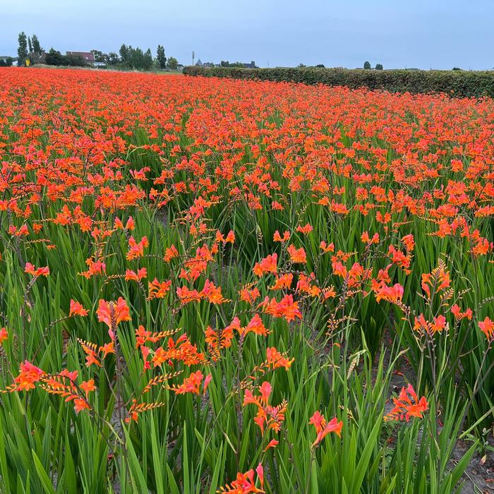 'Peach Melba' Montbretia - Crocosmia from 5 Acres NH