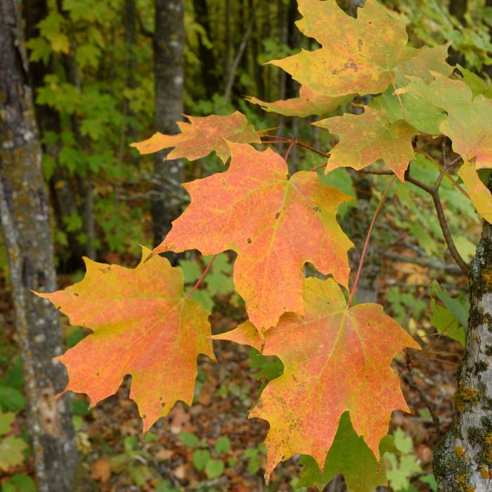 'Super Sweet' Sugar Maple - Acer saccharum from 5 Acres NH