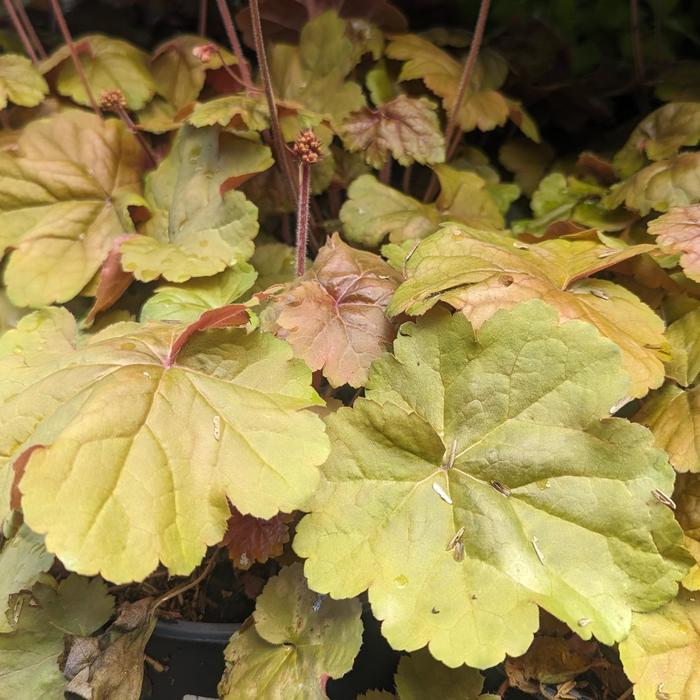 'Apricot' Coral Bells - Heuchera from 5 Acres NH