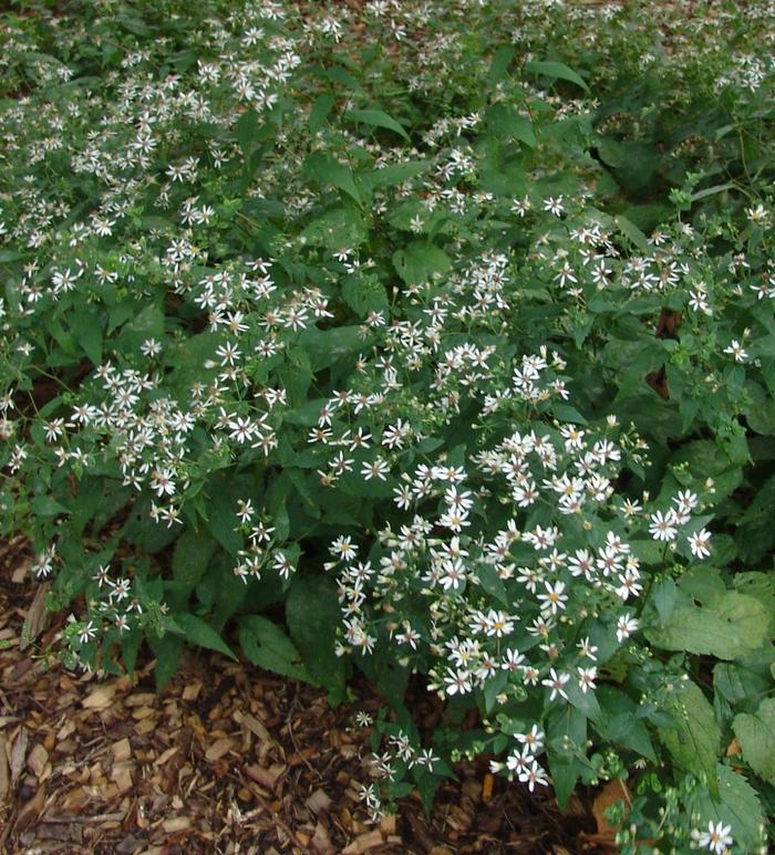 Woodland Aster - Aster divaricatus from 5 Acres NH