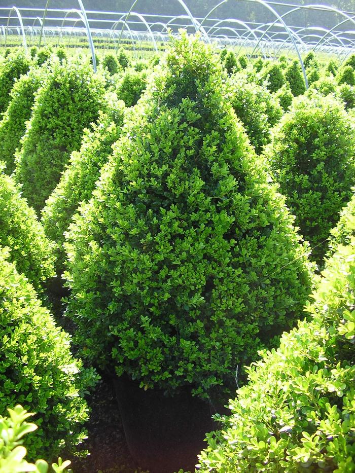 'Cranberry Creek' Boxwood - Buxus from 5 Acres NH