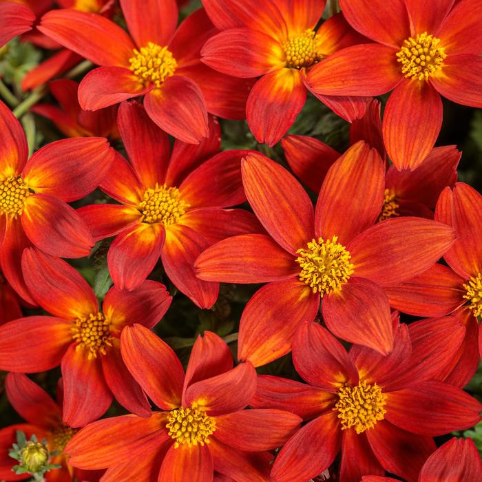 Campfire&reg; 'Red Ember' - Bidens from 5 Acres NH