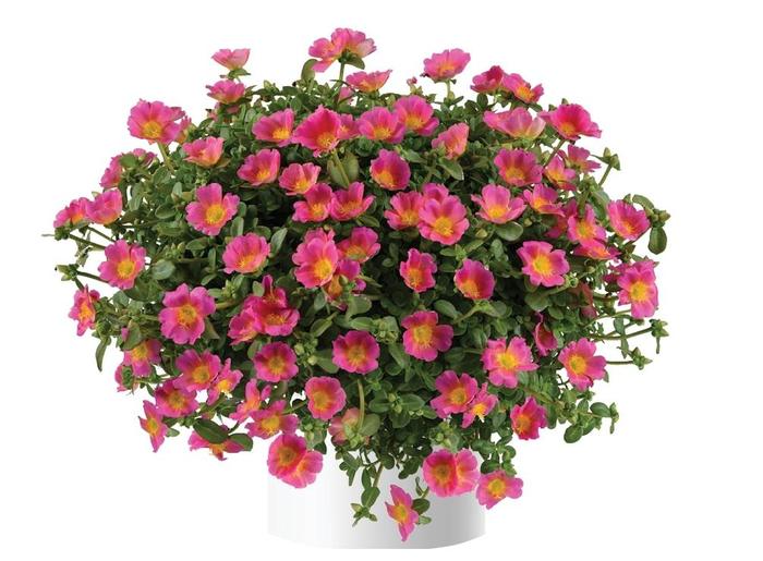 Pazazz Nano&trade; 'Candy Pink' - Portulaca oleracea (Purlslane) from 5 Acres NH