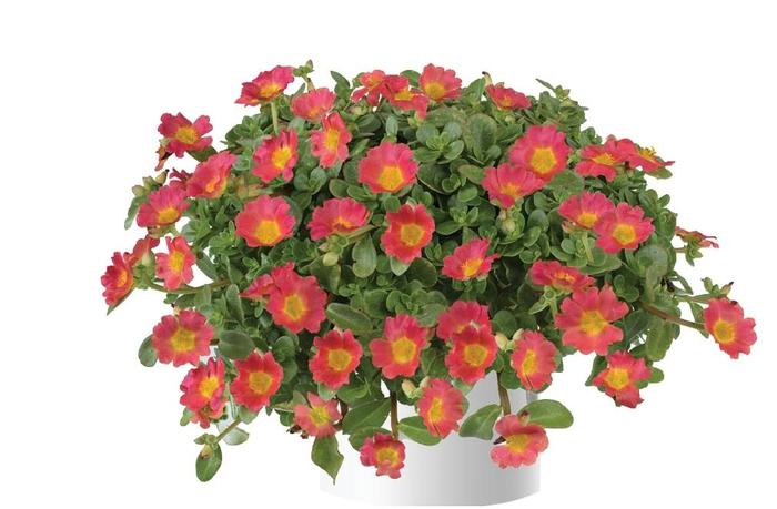 Pazazz Nano&trade; Hot Pink - Portulaca oleracea (Purlslane) from 5 Acres NH