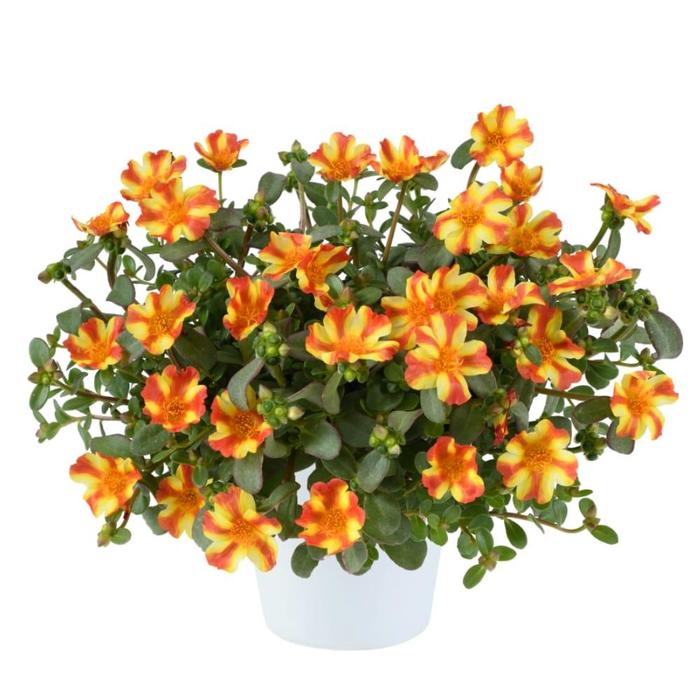Pazazz Nano&trade; 'Orange Twist' - Portulaca oleracea (Purlslane) from 5 Acres NH