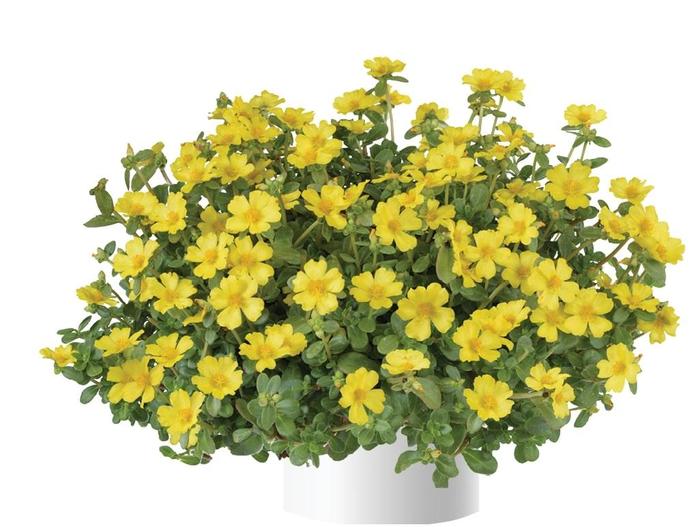 Pazazz Nano&trade; Yellow - Portulaca oleracea (Purlslane) from 5 Acres NH
