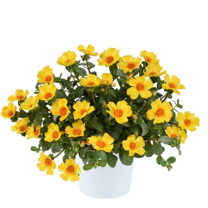 Pazazz Nano&trade; 'Yellow Twist' - Portulaca oleracea (Purlslane) from 5 Acres NH