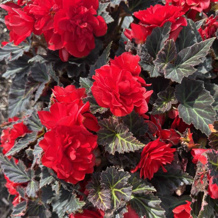Nonstop&reg; 'Mocca Deep Red' - Begonia x tuberhybrida (Tuberous Begonia) from 5 Acres NH