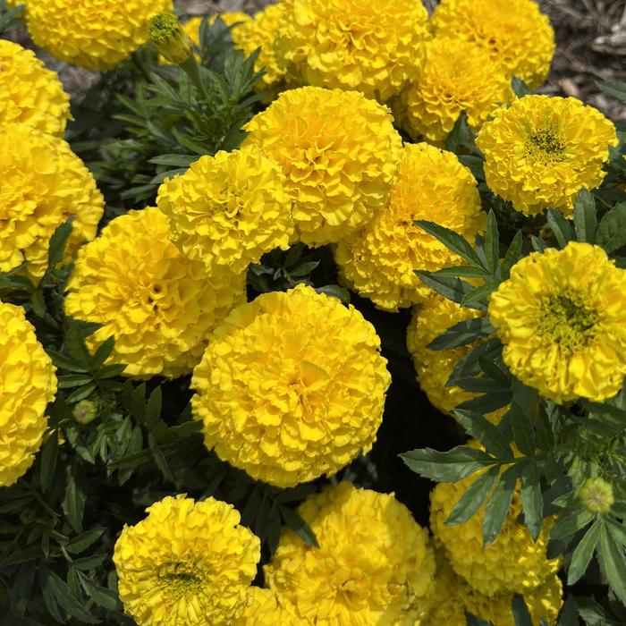 Taishan&reg; 'Yellow' - Tagetes erecta (African Marigold) from 5 Acres NH
