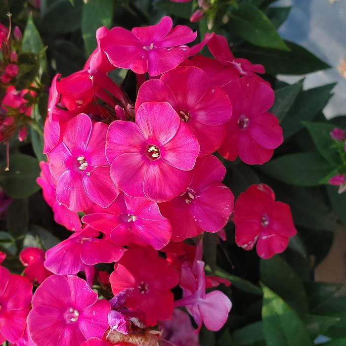 Volcano&reg; 'Lipstick' - Phlox paniculata (Garden Phlox) from 5 Acres NH