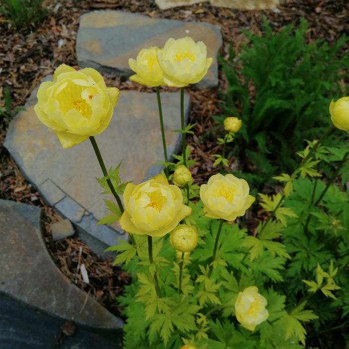 'Lemon Queen' Globeflower - Trollius x cultorum from 5 Acres NH