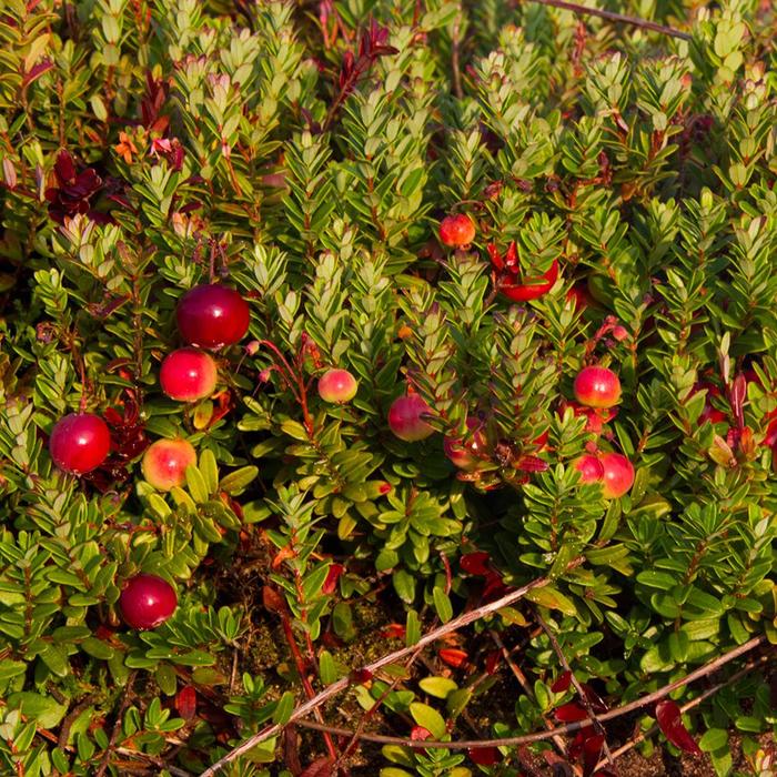 'Pilgrim' American Cranberry - Vaccinium macrocarpon from 5 Acres NH