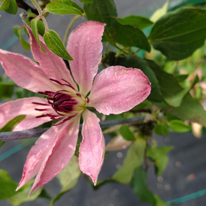 'Sarah Elizabeth&trade;' - Clematis from 5 Acres NH