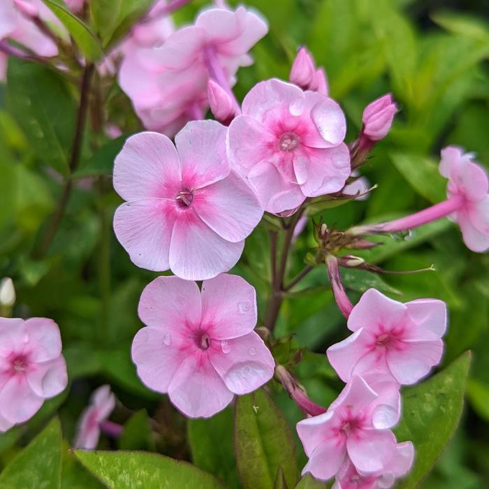 Volcano&reg; 'Pink with Dark Eye' - Phlox paniculata (Garden Phlox) from 5 Acres NH