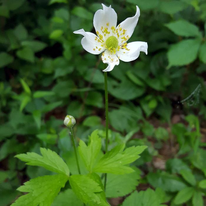 Tall Thimbleweed - Anemone virginiana from 5 Acres NH