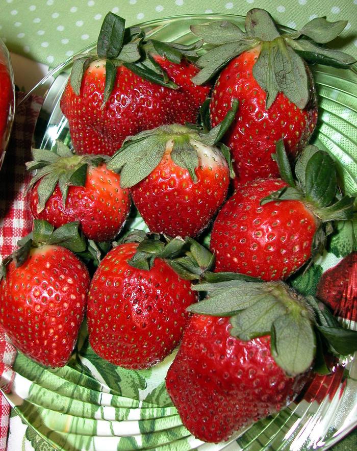 'Allstar' Strawberry - Fragaria ananassa from 5 Acres NH