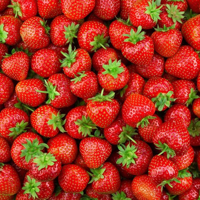 'EarliGlow' Strawberry - Fragaria ananassa from 5 Acres NH