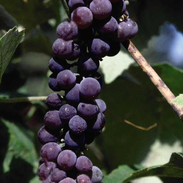'Canadice' Grape - Vitis from 5 Acres NH