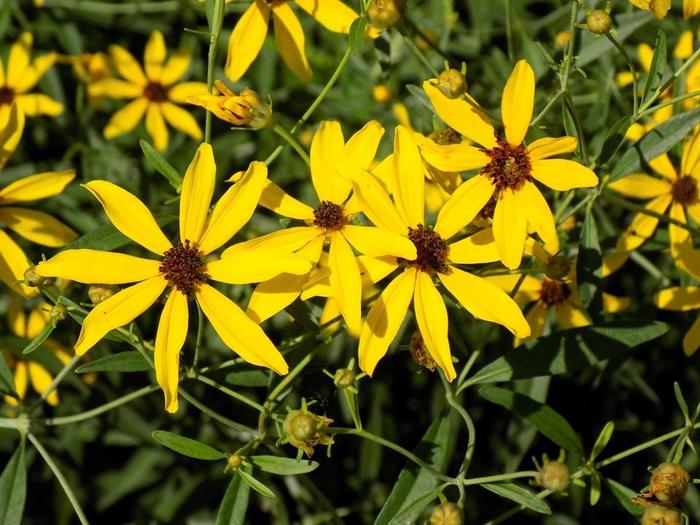 'Gold Standard' - Coreopsis tripteris (Tickseed) from 5 Acres NH